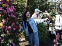 “全民摄影师”上线！中山公园进入“赏菊时间”