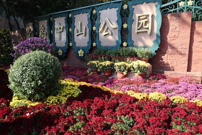 错过等一年！中山公园菊展时间过半，速来