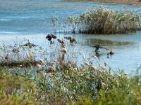 河套湿地秋景：鱼虾成群，水鸟扎堆
