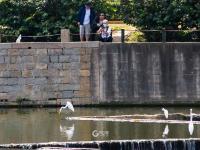 张村河即景：水清岸绿，白鹭忙“贴秋膘”