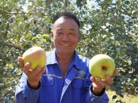 宝山出“宝果”！青岛的明月苹果丰收啦，上镜头|兴农记⑥