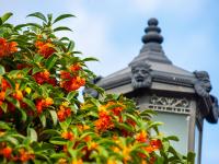 中山公园：有种秋天，叫“桂花十里香”