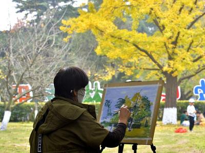 满城渐披“黄金甲”！金秋青岛的银杏树美出天际