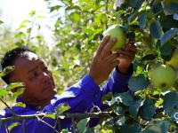 宝山出“宝果”！青岛的明月苹果丰收啦，上镜头|兴农记⑥