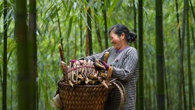 贵州赤水5万亩大竹笋丰收上市