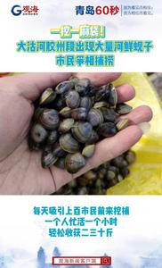 一挖一麻袋！大沽河胶州段出现大量河鲜蚬子
