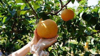 美“梨”乐农家，平度云山镇秋月梨大丰收——兴农记⑤