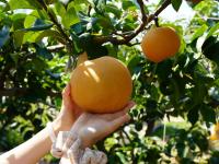 美“梨”乐农家，平度云山镇秋月梨大丰收——兴农记⑤