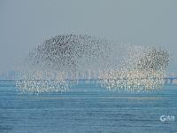小可爱来啦！大批候鸟飞抵胶州湾越冬