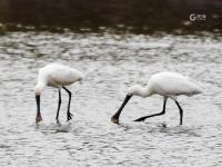 大杓鹬、白琵鹭……实拍白沙河湿地“水鸟驿站”
