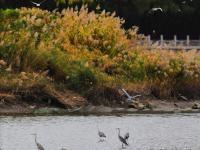 大杓鹬、白琵鹭……实拍白沙河湿地“水鸟驿站”