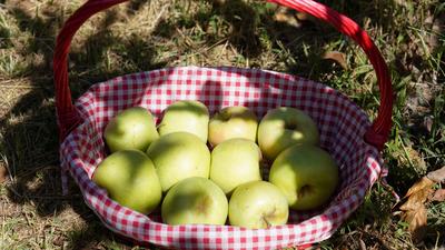 宝山出“宝果”！青岛的明月苹果丰收啦，上镜头|兴农记⑥