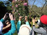 “全民摄影师”上线！中山公园进入“赏菊时间”