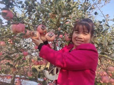 平度：“贴”字苹果赞丰收