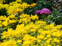 海泊河公园：秋日赏菊，“不一样的烟火”