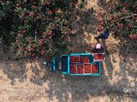 “酸酸甜甜就是我”！青岛这里的山楂熟啦