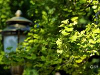 满城渐披“黄金甲”！金秋青岛的银杏树美出天际