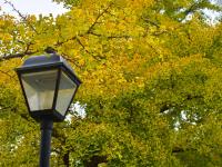 秋景上线，八大关开启“童话世界”模式