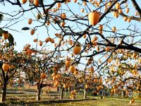 秋天的N种颜色·金|新“柿”业，满枝头！前二沟村的柿子熟啦