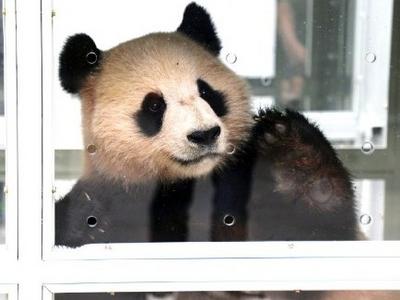 我国首次与中东地区开展大熊猫合作，“四海”“京京”启程前往卡塔尔