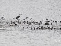 大杓鹬、白琵鹭……实拍白沙河湿地“水鸟驿站”