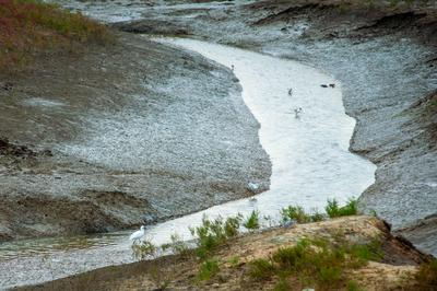 洋河入海口变“红海滩”？只因这种植物