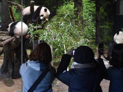 首批旅日大熊猫“康康”和“兰兰抵达日本50周年，上野动物园举行庆祝活动