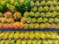 秋天的N种颜色·红 | 高颜值滤镜！青岛这片枫林太出片了