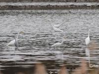 大杓鹬、白琵鹭……实拍白沙河湿地“水鸟驿站”