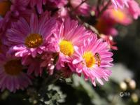 错过等一年！中山公园菊展时间过半，速来