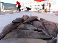 渔港实拍：亲民价小海鲜出没！吃货们注意