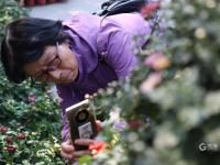 “全民摄影师”上线！中山公园进入“赏菊时间”