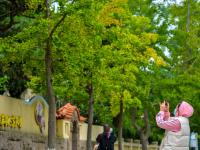 秋景上线，八大关开启“童话世界”模式