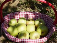 宝山出“宝果”！青岛的明月苹果丰收啦，上镜头|兴农记⑥