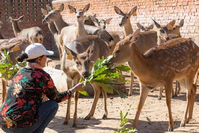 大村镇与亿联生物镇企联动：建设梅花鹿特色小镇，打造乡村旅游新热点