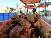 渔港实拍：亲民价小海鲜出没！吃货们注意