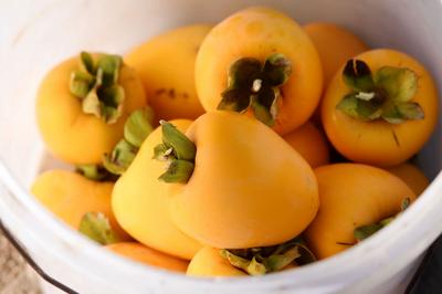 秋天的N种颜色·金|新“柿”业，满枝头！前二沟村的柿子熟啦