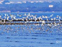 小可爱来啦！大批候鸟飞抵胶州湾越冬