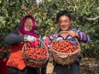 “酸酸甜甜就是我”！青岛这里的山楂熟啦