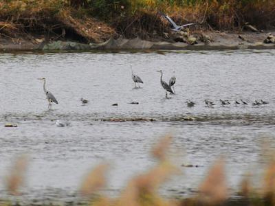 大杓鹬、白琵鹭……实拍白沙河湿地“水鸟驿站”