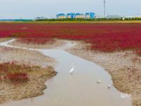 洋河入海口变“红海滩”？只因这种植物