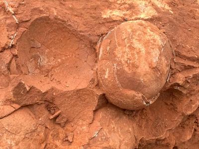 江西一工地上发现恐龙蛋化石，距今约7000万年
