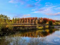 秋天的N种颜色·红 | 高颜值滤镜！青岛这片枫林太出片了