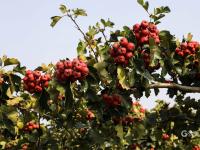 “酸酸甜甜就是我”！青岛这里的山楂熟啦