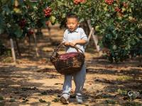 “酸酸甜甜就是我”！青岛这里的山楂熟啦