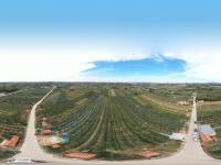 宝山出“宝果”！青岛的明月苹果丰收啦，上镜头|兴农记⑥