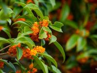 中山公园：有种秋天，叫“桂花十里香”