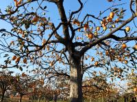 秋天的N种颜色·金|新“柿”业，满枝头！前二沟村的柿子熟啦