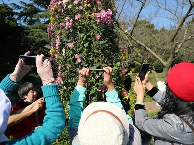 “全民摄影师”上线！中山公园进入“赏菊时间”