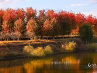 秋天的N种颜色·红 | 高颜值滤镜！青岛这片枫林太出片了
